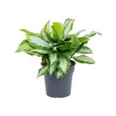 Аглаонема Сильвер Мун "Silver Moon" 21/50 см Аглаонема Сильвер Мун "Silver Moon" 21/50 см