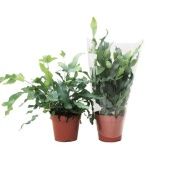 Флебодиум Ауреум Блю Стар d12 см h35 см