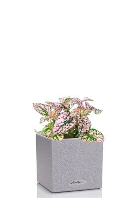 Гипоэстес микс 8/15 см в CANTO STONE 14, серый камень