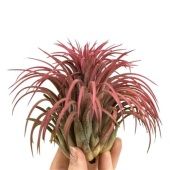 Тилландсия Ionantha Rood Xxxl d10 см h10 см Тилландсия Ionantha Rood Xxxl d10 см h10 см