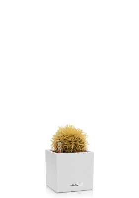 Кактус микс 12 см в CANTO STONE 14