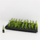 Купрессус d3 см h15 см