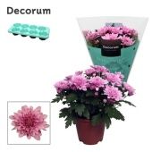 Хризантема Грандеза розовая (decorum) d13 см h25 см