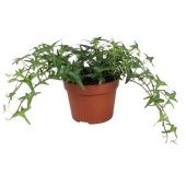 Хедера Tres Coupe Sagittaefolia d13 см h30 см