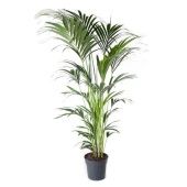 Ховея Форстериана d27 см h200 см тип 2