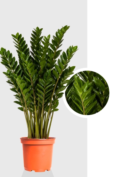 Замиокулькас 10+ веток d21 см h105 см