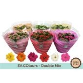 Каланхоэ Double Mix d23 см h27.5 см