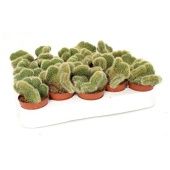 Хильдевинтера Ауреспина Cristata d5.5 см h8 см