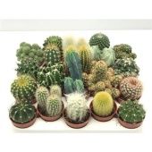 Кактус микс d5.5 см h6 см Кактус микс d5.5 см h6 см