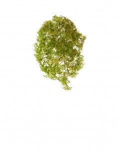 Ватер-грасс (Рясковый мох) куст светло-зелёный
