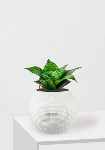 Сансевиерия Ханни 12/25 см в PURO 20 Сансевиерия Ханни 12/25 см в PURO 20