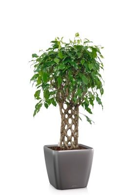 Фикус Экзотика решетка 23/100 см в QUADRO LS 28, антрацитовый металлик Фикус Экзотика решетка 23/100 см в QUADRO LS 28, антрацитовый металлик