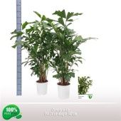 Кариота Митис d24 см h140 см тип 1 Кариота Митис d24 см h140 см тип 1