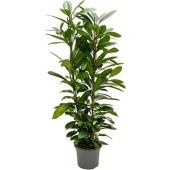 Фикус Циатистипула 2 ствола d30 см h150 см