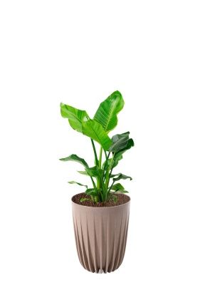 Стрелиция Николай 17/60 см в MIRA ECO RECYCLED 250