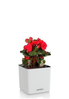 Бегония Баладин красная 14/30 см в CUBE COLOR 16, белый