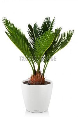 Цикас в CLASSICO COLOR 21, Белый Цикас в CLASSICO COLOR 21, Белый