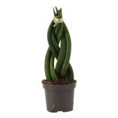 Сансевиерия цилиндрика Брейд d6 см h16 см тип 1
