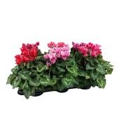 Цикламен Halios Fantasia Mix d13 см h32.5 см Цикламен Halios Fantasia Mix d13 см h32.5 см