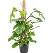 Филодендрон Squamiferum d27 см h120 см