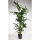 Ховея Форстериана d34 см h230 см