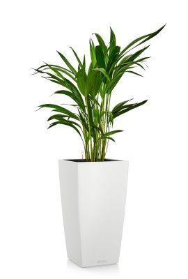 Хризалидокарпус в CUBICO COLOR 22, белый Хризалидокарпус в CUBICO COLOR 22, белый