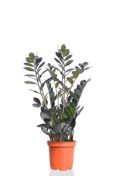 Замиокулькас Равен 21/80 см Замиокулькас Равен 21/80 см