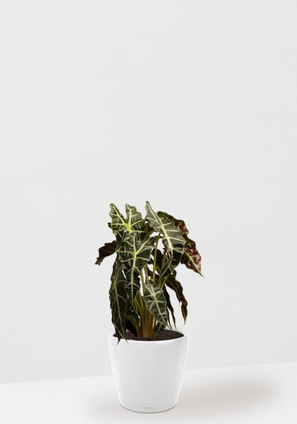 Алоказия Полли 17/50 см в CLASSICO LS 21