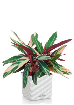 Строманта 12/40 см в CUBE COLOR 14, белый