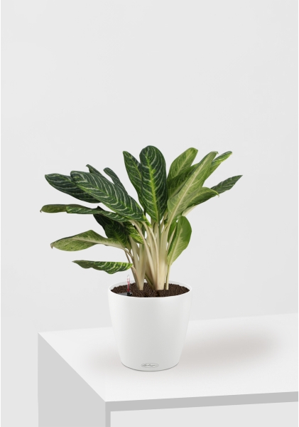 Аглаонема Кей Лайм 24/70 см в CLASSICO COLOR 28