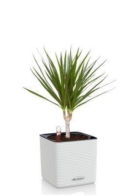 Драцена Маргината 1 ствол 12/40 см в CUBE COLOR 14, белый