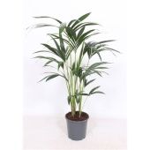 Ховея Форстериана d21 см h100 см тип 2