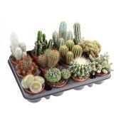 Кактус микс d8.5 см h12.5 см тип 3