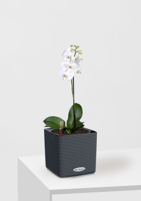 Орхидея Фаленопсис Софт Клауд 12/40 см в CUBE Color 16