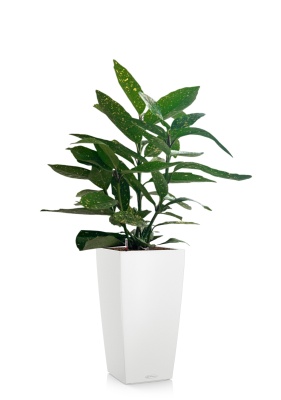 Аукуба Японика Вариегата 17/40 см в CUBICO COLOR 22, белый 