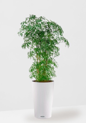 Полисциас Фрутикоза 27/140 см в CILINDRO COLOR 32 Полисциас Фрутикоза 27/140 см в CILINDRO COLOR 32