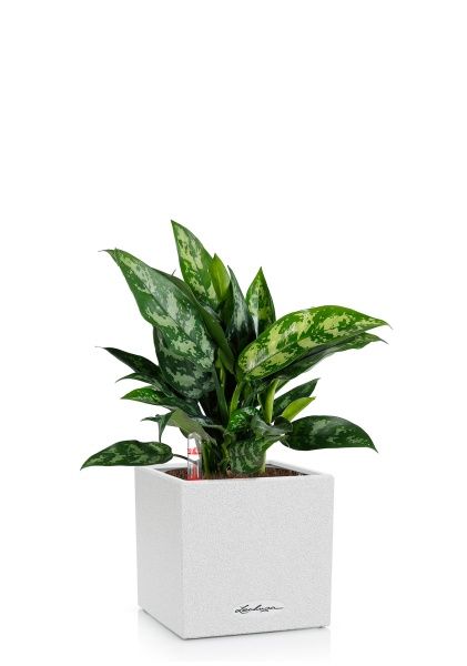 Аглаонема Мария в CANTO STONE 14