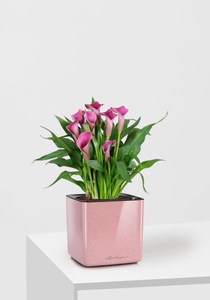 Калла розовая 12/35 см в CUBE Glossy Kiss 14