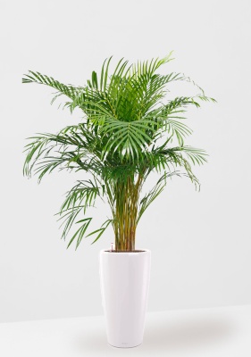 Хризалидокарпус Арека в RONDO 32, белый блестящий