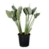 Стрелиция Регина d27 см h80 см