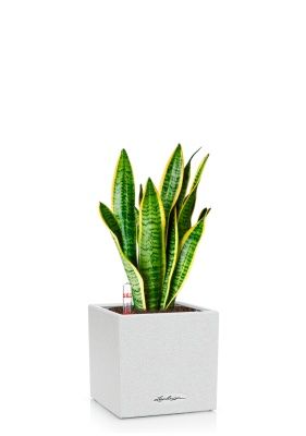Сансевиерия Лауренти 12/40 см в CANTO STONE 14, песочный белый
