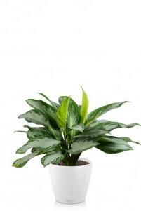 Аглаонема Сильвер Бей в CLASSICO COLOR 28