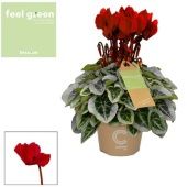 Цикламен Пикассо красное вино Feel Green (decorum) d11 см h20 см