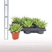 Эхеверия агавовидная Ebony d8.5 см h11 см Эхеверия агавовидная Ebony d8.5 см h11 см