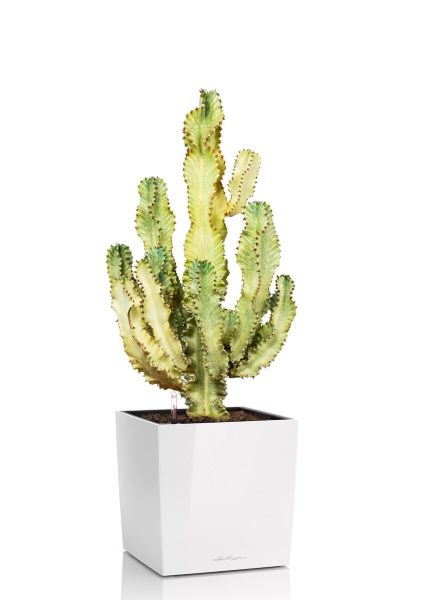 Эуфорбия Ингенс в CUBE 40