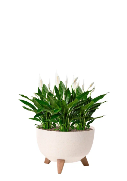 Спатифиллум 12/30 см в миске LAMELA ROMA ECO WOOD 240