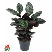 Калатея Орната d27 см h80 см
