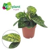 Хомаломена Camouflage d12 см h25 см