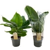 Банан d17 см h50 см