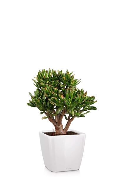 Крассула Овата Хоббит 25/35 см в QUADRO LS 28 Крассула Овата Хоббит 25/35 см в QUADRO LS 28